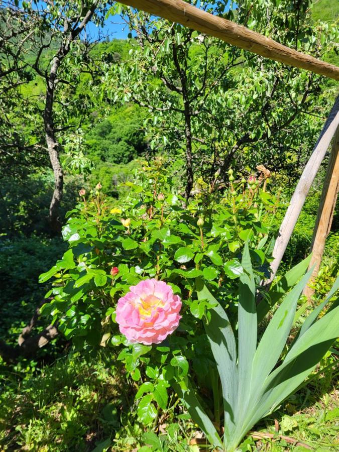 Gites Chez Daniel "Cevennes 1" Mars  Dış mekan fotoğraf